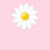 molly_flower_moving