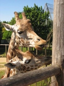 Gorgeous giraffes