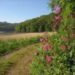 Devon countryside